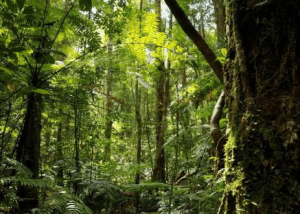 image of Alam dan Pasar Karbon